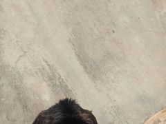 -东方熊牧场