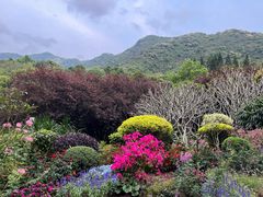 -深圳仙湖植物园