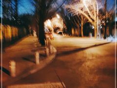 -三里屯东五街银杏大道