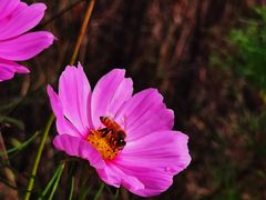 -紫海香堤香草艺术庄园