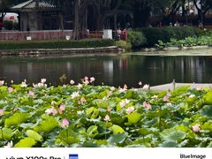 -荔湾湖公园