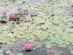 -白洋淀景区