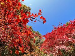 -关门山森林公园