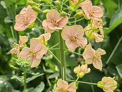 -中国天府农业博览园