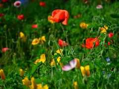 -上海共青森林公园