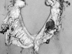 -菲丽丝宠物医院·24小时·猫科中心·免疫点(淮海分院)