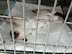 -美美宠物诊疗中心·异宠·骨科(滨江东信分院)