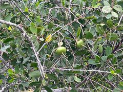 -东寨港红树林旅游区