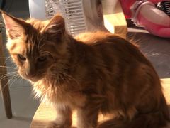 -平行世界·猫咖(首经贸店)