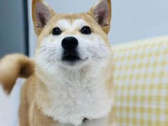 -翊宠yipet猫狗购宠庄园犬舍•猫舍