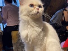 -猫猫幼稚园·撸猫·桌游·电玩