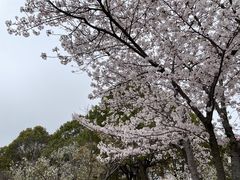 -高东镇樱花园