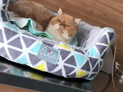 -爱侣宠医·鹦鹉专科·小型哺乳类·异宠专科(灵石路店)