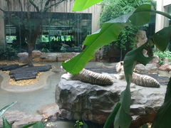 景观位-白虎自助餐厅·真老虎·景观自助餐厅(广州长隆酒店)