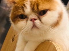 -飞行喵MR PILOT|猫舍·猫咖(静安大融城店)