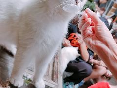 -喵屿·大理花园猫咖