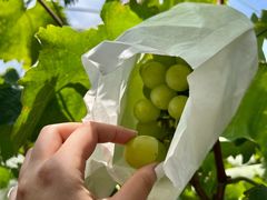 -马陆小张葡萄园农家乐