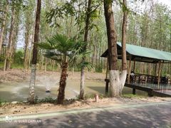 -合肥滨湖国家森林公园