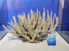 -中国地质博物馆