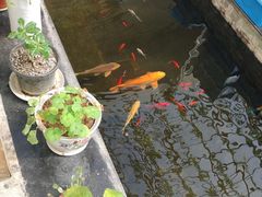 -燕北云山·农家菜·灶台鱼(密云溪翁庄店)