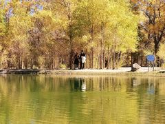 -金塔沙漠胡杨林景区