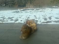 -西安秦岭野生动物园