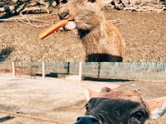 -常州淹城野生动物世界