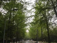 -四川大学(望江校区)