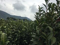 -帐篷客·溪龙茶谷度假酒店