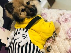 -乐琪宠物医院·犬猫专科·骨外科·急重症