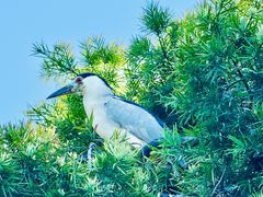 -香港东海海鲜酒家