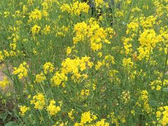 -瑶湖郊野森林公园