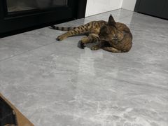 -瑞派康怡24h宠物医院·犬猫医疗中心·微创绝育(瑞景分院)