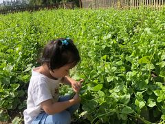 -前小桔亲子创意农场·草莓采摘·露营烧烤
