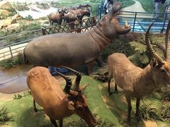 -陕西自然博物馆