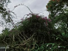 -中国科学院西双版纳热带植物园