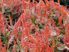 -证大大拇指广场(芳甸路店)