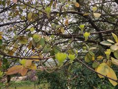 -南国桃园旅游度假区