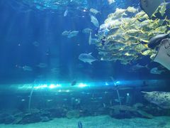 -华夏文旅海洋公园