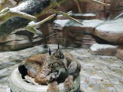 -海合安成都极地海洋公园