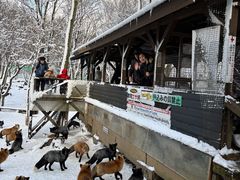 -宫城藏王狐狸村