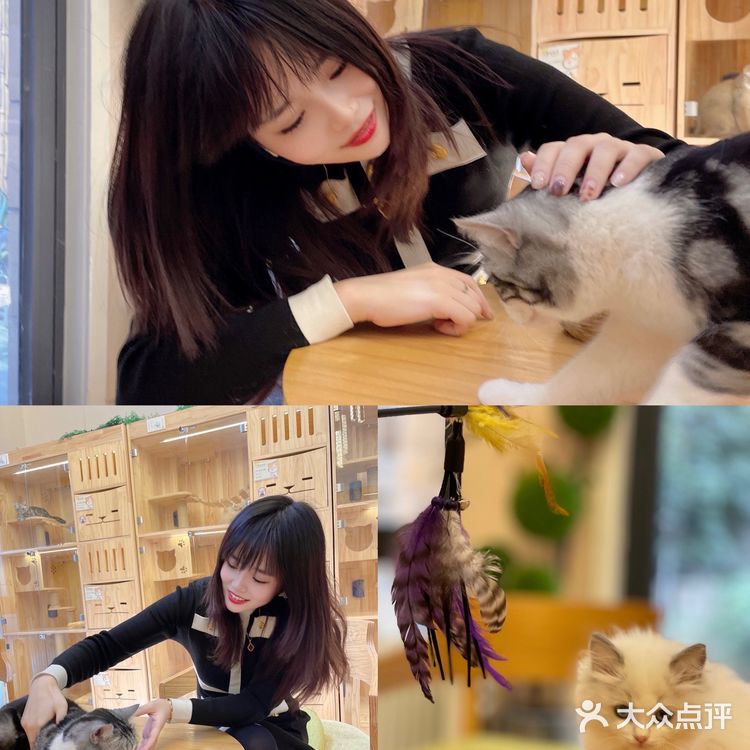西安首家丨别墅级超大型×品质猫舍×在线撸猫🐱