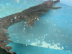 -广州长隆飞鸟乐园