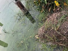 -尚贤河湿地