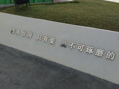 -荷兰花海