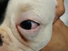 -菲尔斯特宠物医院