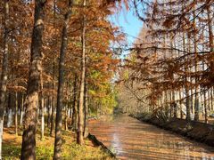 -上海长兴岛郊野公园