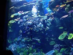 -暹罗海洋世界