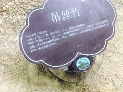 -大屏嶂森林公园
