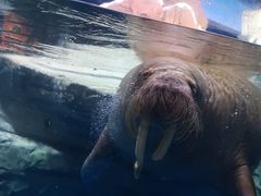 -海合安武汉极地海洋公园